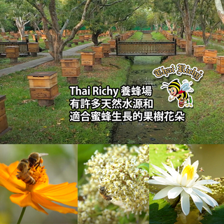 Thai Richy 有機純天然生荔枝花蜜(木罐) 215g