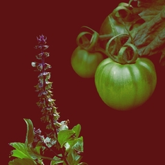 Karmakamet 番茄與聖羅勒香氛玻璃蠟燭 (Tomato & Holy Basil) 185g